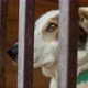 Sad face of a clever dog in a cage - VideoHive Item for Sale