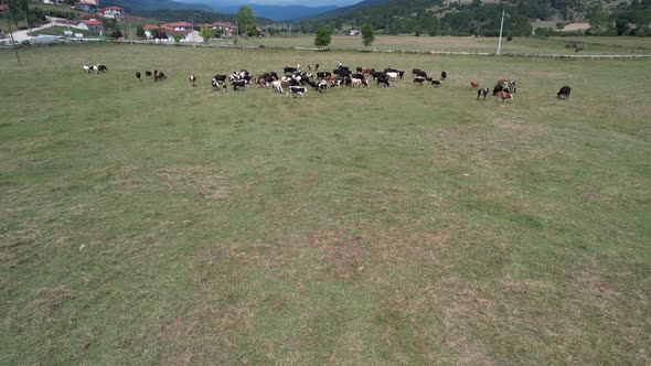 Aerial Herd of Cattle