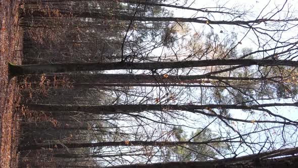 Vertical Video of the Forest on an Autumn Day Slow Motion