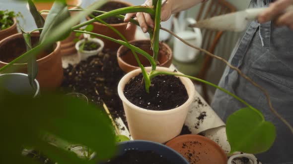 Crop female gardener putting soil into pot