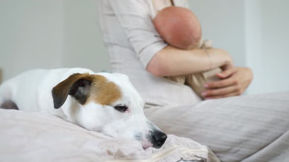 the dog lies on the bed next to a woman with a child