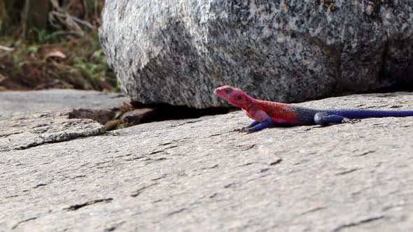 A African Redhead Agama Lizard Crawls Around on a Rock and Bobs its Head Up and Down in the Serenget