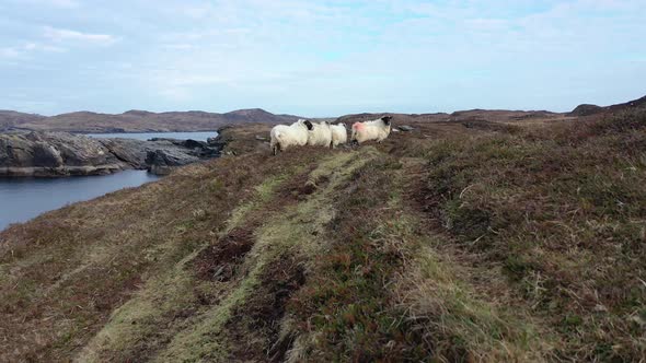 Sheep at the Coastline at Dawros in County Donegal  Ireland