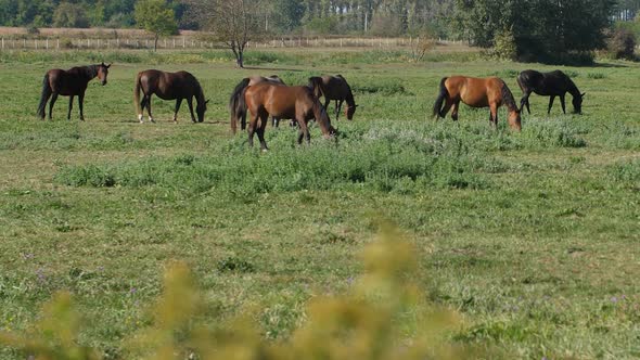 Horses in the Pasture