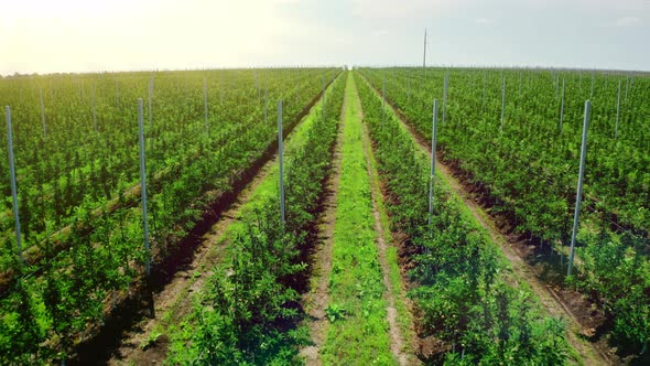 Planting Fruit Trees From a Bird's Eye View