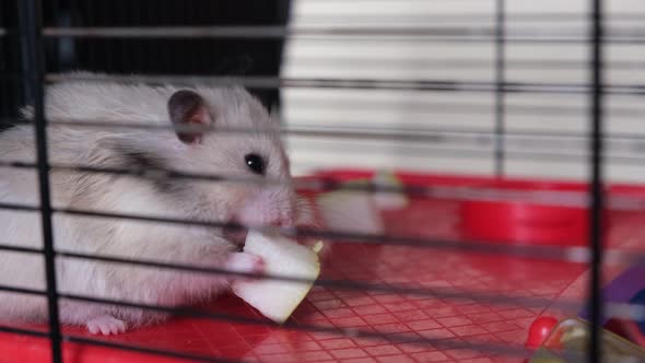 Cute Fluffy Hamster Pet Eating Pear