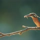 Kingfisher or Alcedo Atthis Perches with Prey - VideoHive Item for Sale
