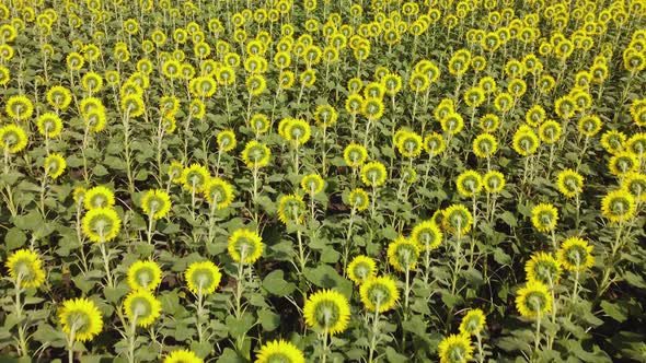 Top View of a Field with a Sunflower