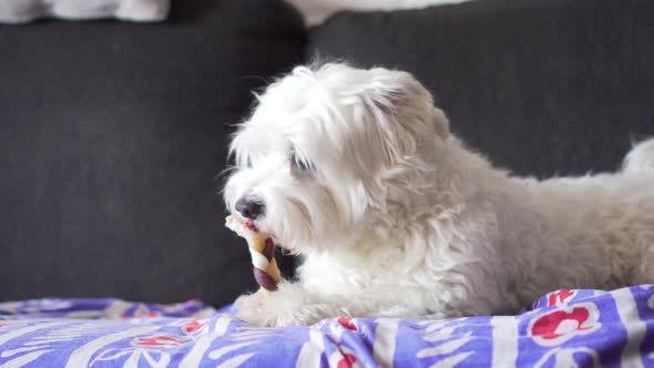 Dog Lying on Couch Chewing Pet Treat indoor.