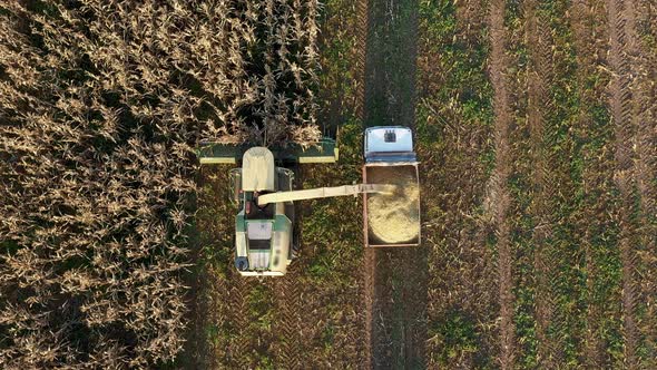 Aerial Top View Harvester Collect Ripe Corn Field And Pour It In Tractor Trailer