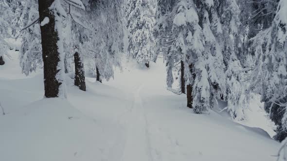 Skiing through the snowy forest on ski touring trail, slow motion, pov, wide