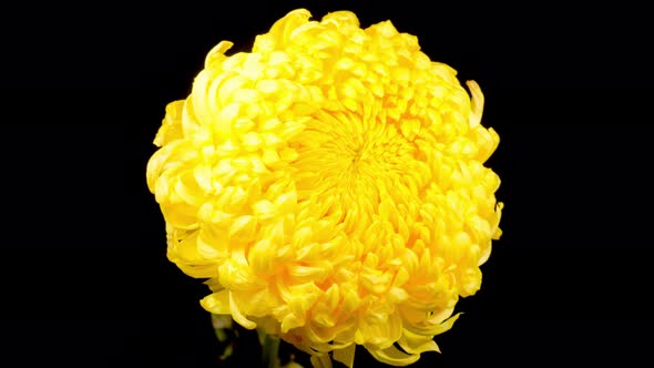 Beautiful Yellow Chrysanthemum Flower Opening