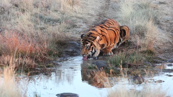 Vibrant orange fur of Bengal Tiger drinking water from muddy pond