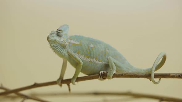 Colorful Chameleon Sits on Branch and Looks Around in Close Up on Beige Background