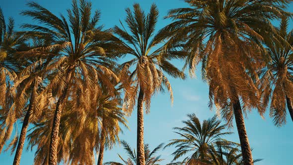 View of the Palm Trees Passing By Under Blue Skies