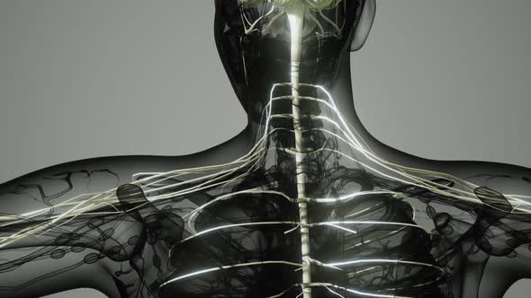 Brain and Nervous System of Human alt