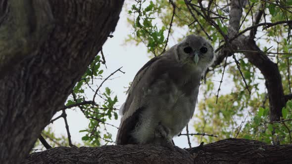 Giant Eagle Owl On Tree Branch Curiously Looking At Camera. - low angle