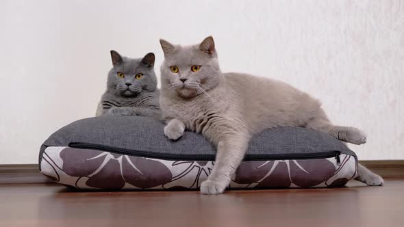 Two Gray Fluffy Cats are Sitting on a Soft Pillow Watching the Movement Object