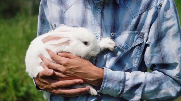 Young Boy Caucasian Ethnicity in a Blue Checkered Shirt Holds Cute Fluffy Domestic White Rabbit His