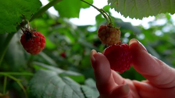 Female Hands are Picking Large Juicy Red Raspberries From the Bush