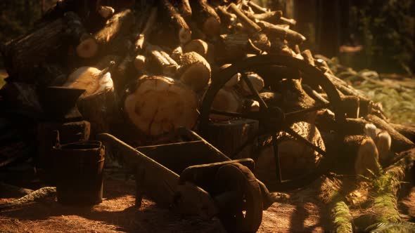 Preparation of Firewood for the Winter in Forest at Sunset