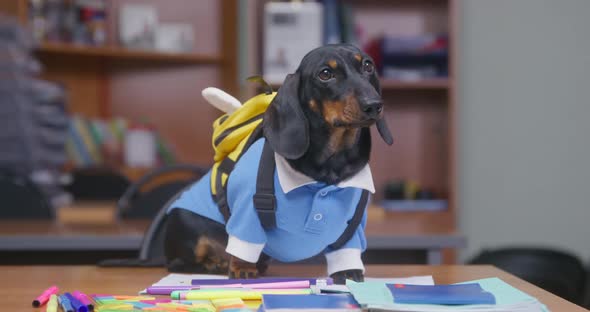 Cute Dachshund Puppy in School Uniform is Obediently Sitting at Desk with Backpack in Form of Bee It