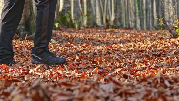 Walking Autumn (4K)
