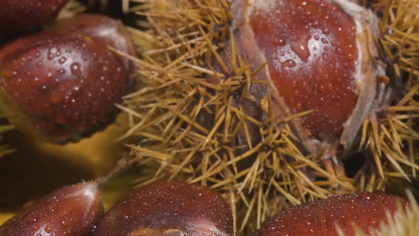 Macro motion hedgehog Chestnut Detail with water drops - Spanish Castanea