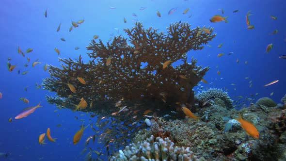 Underwater Blue Sea Glassfish