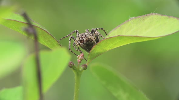 Orb Weaving Spider