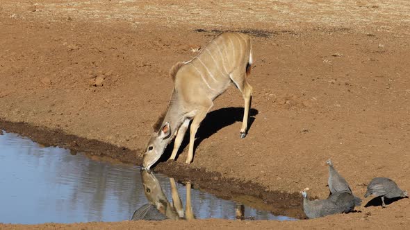 Kudu Antelope And Guineafowls At A Waterhole