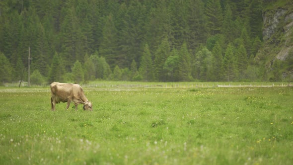 Dairy Brown Swiss herd of cows grazing in green field with pine tree woods in background at daytime,