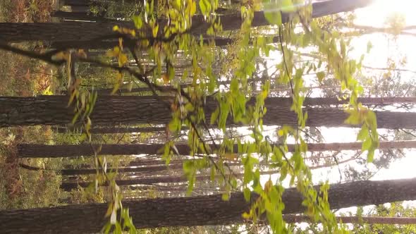 Vertical Video of Trees in the Forest in Autumn