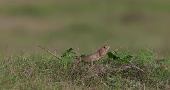 Wide Garden Calotis basking in sun being cold blooded on green grass slow motion