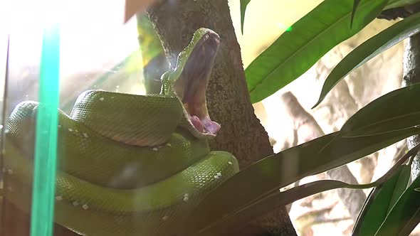 Green Tree Python Morelia Yawning