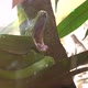 Green Tree Python Morelia Yawning - VideoHive Item for Sale