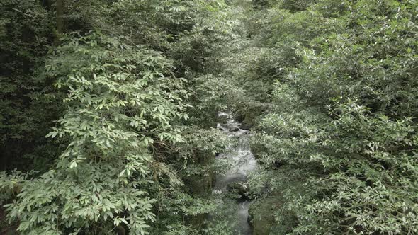 Mtirala National Park from drone, Adjara, Georgia. Flying over subtropical mountain forest