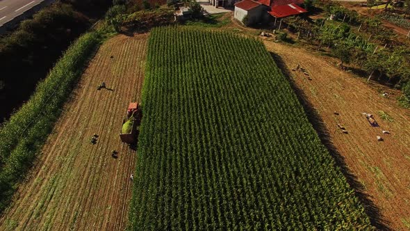 Tractor in Corn Silo Harvester Field