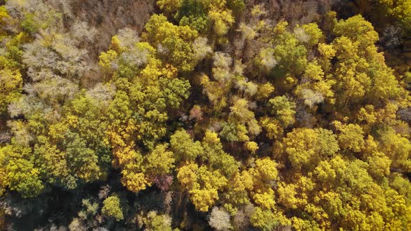 Aerial View Beautiful Autumn Forest with Yellow and Red Trees. Autumn in Forest, Aerial Top View