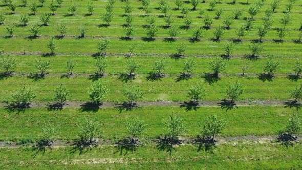 Apple Orchard View From a Height Trees Planted in Straight Rows