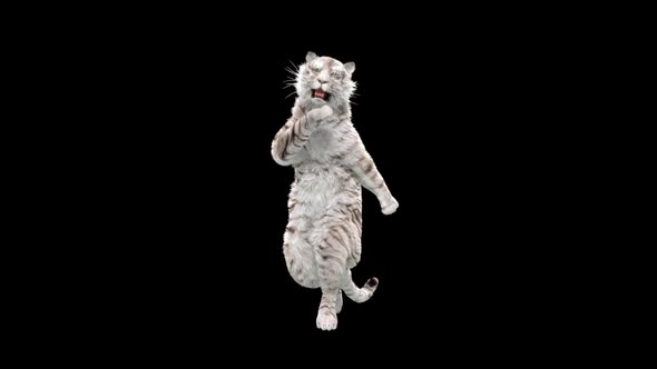 White Tiger Dancing HD