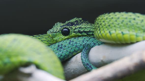 Great Lakes bush viper (Atheris nitschei) is twisted around the branch.