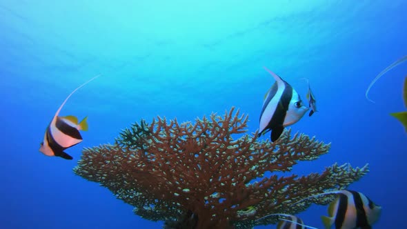 Underwater Sea Tropical Life