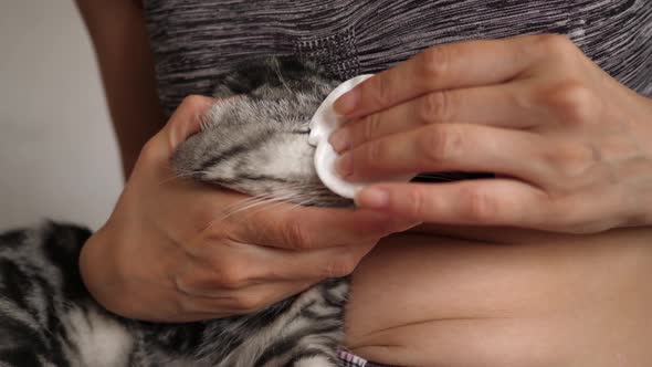 Mistress Treats a Cat. Pet Care. Veterinarian Rubs Medicine with Cat Eyes.