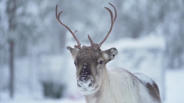 Slow motion of a curious reindeer looking around in a snowy forest in Lapland Finland.