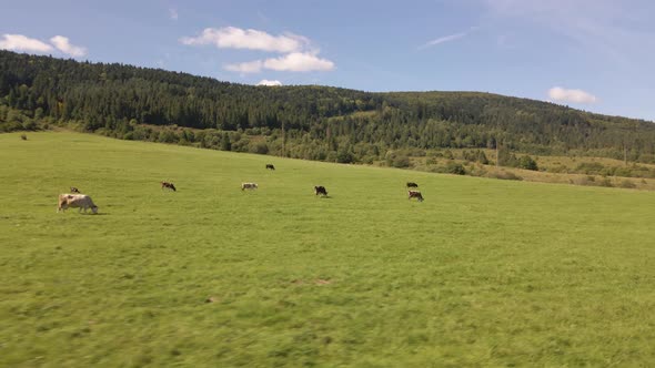 Cows Graze on the Lawn