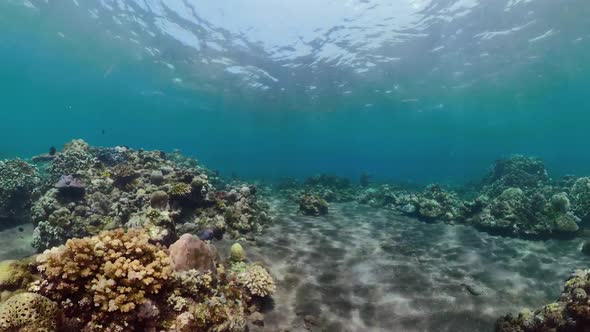 Coral Reef and Tropical Fish