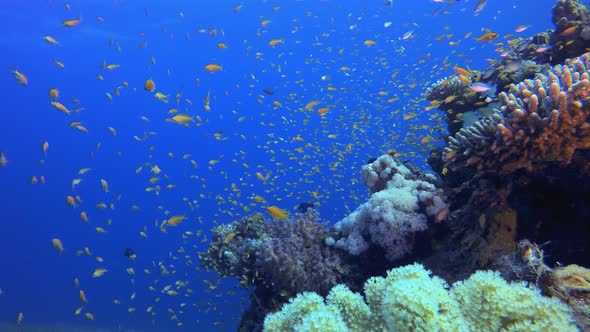 Coral Reef Fish Scene