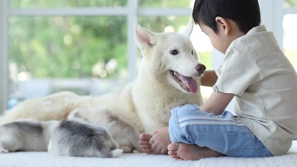 Cute Asian Child Playing Siberian Husky Dog At Home 