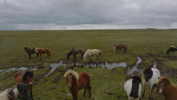 Beautiful Icelandic Horses Running Around in the Field